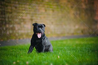 Happy dog Terrier sitting