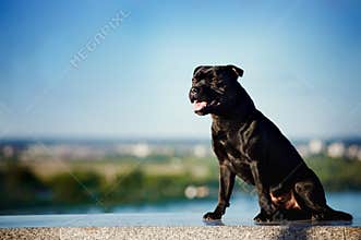 Black dog Terrier sitting on nature background