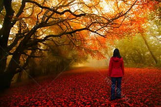 Fairytale forest red path