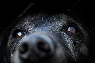 Animal - old dog