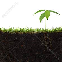 Plant with roots