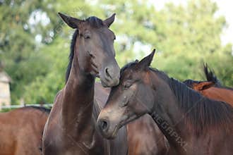Two black horses nuzzling each other