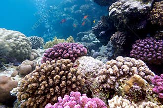 Colorful coral reef with hard corals on the bottom of red sea