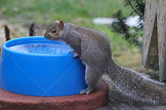 An Eastern Gray Squirrel Drinking From a Heated Bowl - Sciurus carolinensis