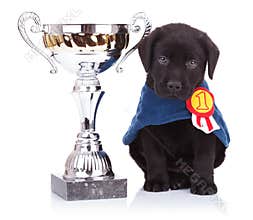 Labrador retriever puppy dog sitting near a big trophy