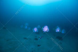 Fish school