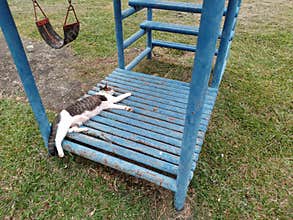 Park climb cat sleep