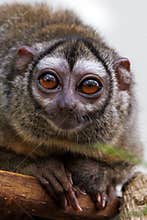 The three-striped night monkey Aotus trivirgatus