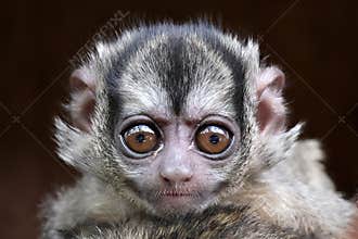 The three-striped night monkey Aotus trivirgatus