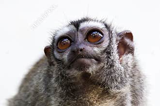 The three-striped night monkey Aotus trivirgatus