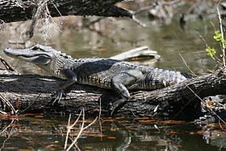 Alligator