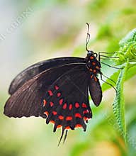 Black butterfly