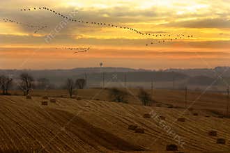 Migration