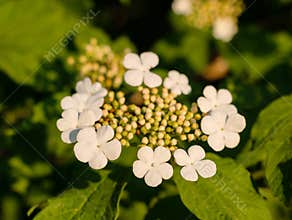 Flowering bush of red viburnum in the rays of the sun in the farm garden