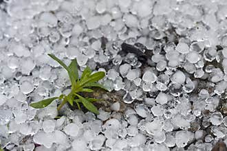 A small plant surrounded by hail