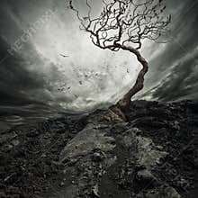 Old dry tree