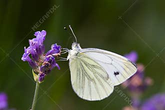 White butterfly
