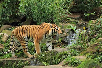 Strolling amur tiger