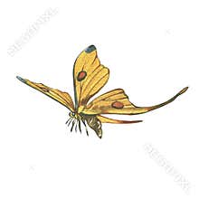 Yellow butterfly with detailed wing isolated on white background. Watercolor hand draw realistic illustration for design