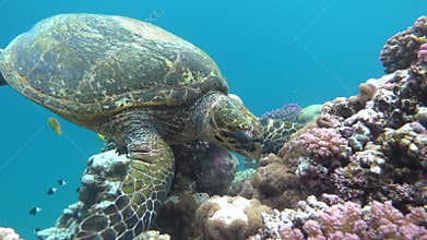 Hawksbill sea turtle (CR species) Hawksbill Turtle - Eretmochelys imbricata.