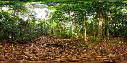 Rainforest in the Sri Lanka. Virtual Reality 360.