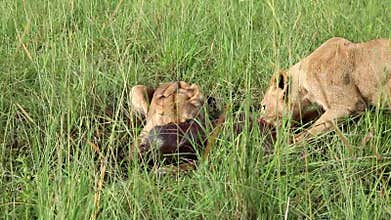 Two young lions are enjoying fresh hunting. Kidepo Valley National Park. Uganda.
