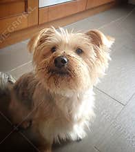 Cute Yorkshire Terrier