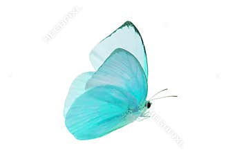 A beautiful blue butterfly flying isolated on transparent background with clipping path, single beautiful with clipping path and