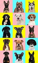 collage of different types of dog breeds