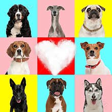 love collage of different types of dog breeds with a heart in the middle