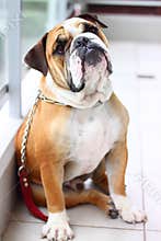 Bulldog