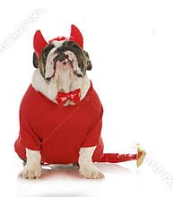 Bad dog