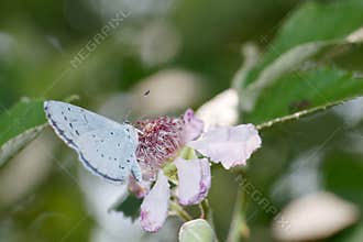Butterfly perched on flower in a lush garden during the late afternoon light