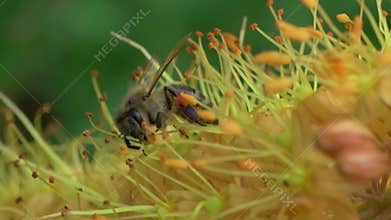 Bees Pollinating Flowers A Vital and Amazing Natural Process of Life on Our Planet