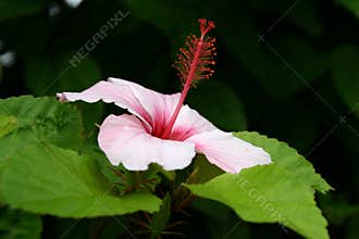Hibiscus