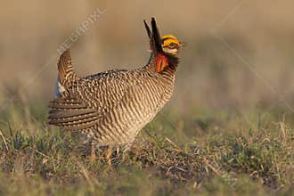 Male Lesser prairie chicken