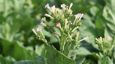 Brazilan tobacco, or Aztec tobacco strong tobacco, is a rainforest plant in the family solanaceae, a tobacco plantation stretches