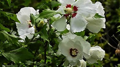 Beautiful Hibiscus Syriacus flower, also known as Rose