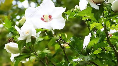 Beautiful Hibiscus Syriacus flower, also known as Rose