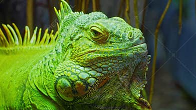 Green iguana, large arboreal herbivorous lizard species. Iguana on the tree branch. Closeup