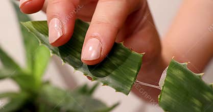 Learn to extract aloe vera gel for skin care at home