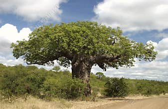 Baobab