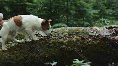 Jack Russell in forest greenery