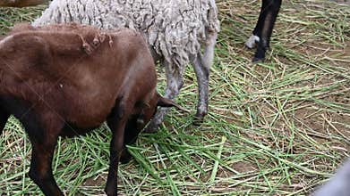 Barn with sheep in an old farmhouse in the Andes of Peru, South America. 4K Video footage.