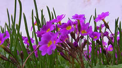 Bee and purple flowers