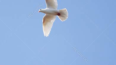 white dove of peace flies in blue sky, slow motion
