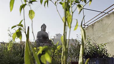 Buddha statue on rooftop with potted plants and greenery. Garden, leaves, nature, sunlight, serene