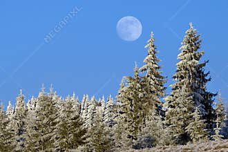 Winter landscape with fir trees decorated with snow and a big full moon
