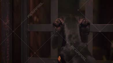Angry guard dog looks through crack of gate closes metal gate, private territory