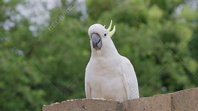 Wild sulphur-crested cockatoo perching on a backyard stone fence eating seeds on a cloudy windy day